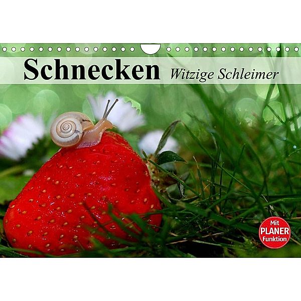 Schnecken. Witzige Schleimer (Wandkalender 2023 DIN A4 quer), Elisabeth Stanzer