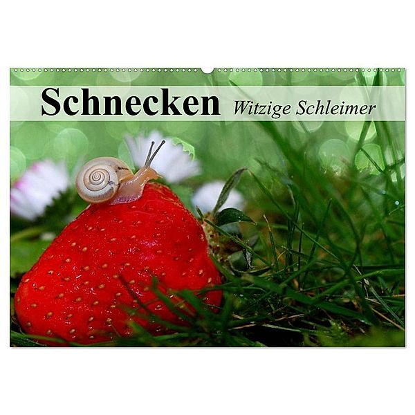 Schnecken. Witzige Schleimer (Wandkalender 2024 DIN A2 quer), CALVENDO Monatskalender, Elisabeth Stanzer