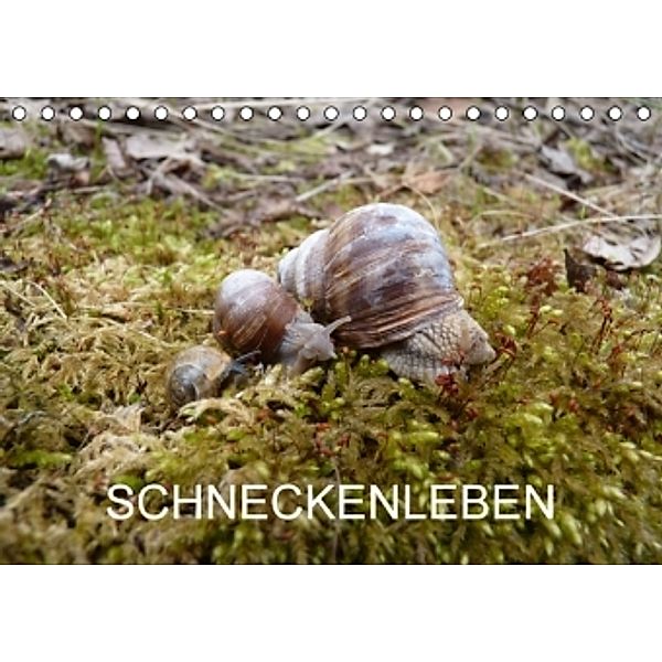 Schneckenleben (Tischkalender 2016 DIN A5 quer), Elken Schlüfter
