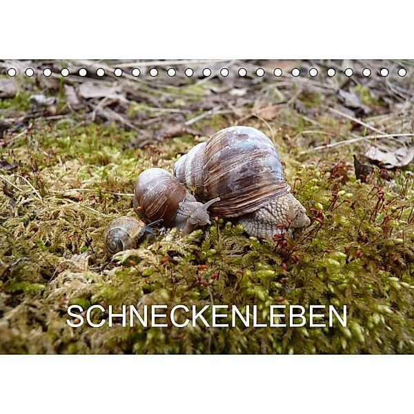 Schneckenleben (Tischkalender 2023 DIN A5 quer), Elken Schlüfter