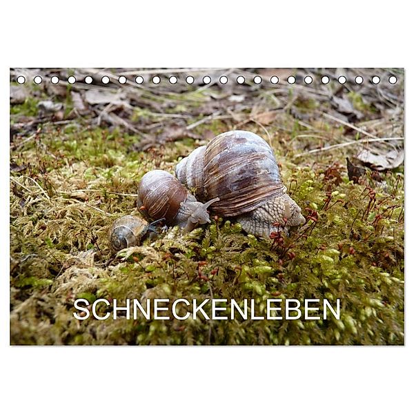 Schneckenleben (Tischkalender 2024 DIN A5 quer), CALVENDO Monatskalender, Elken Schlüfter