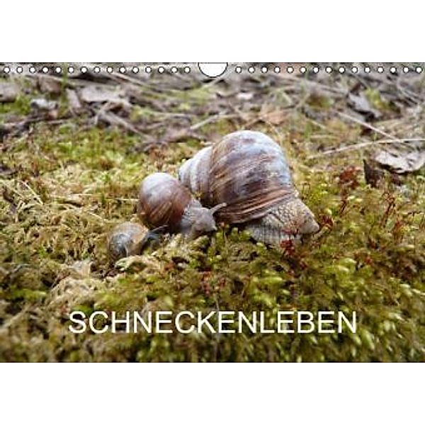 Schneckenleben (Wandkalender 2015 DIN A4 quer), Elken Schlüfter