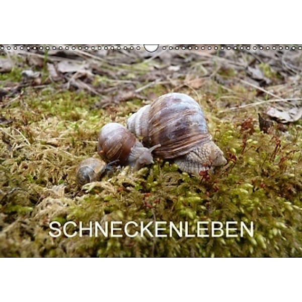 Schneckenleben (Wandkalender 2016 DIN A3 quer), Elken Schlüfter
