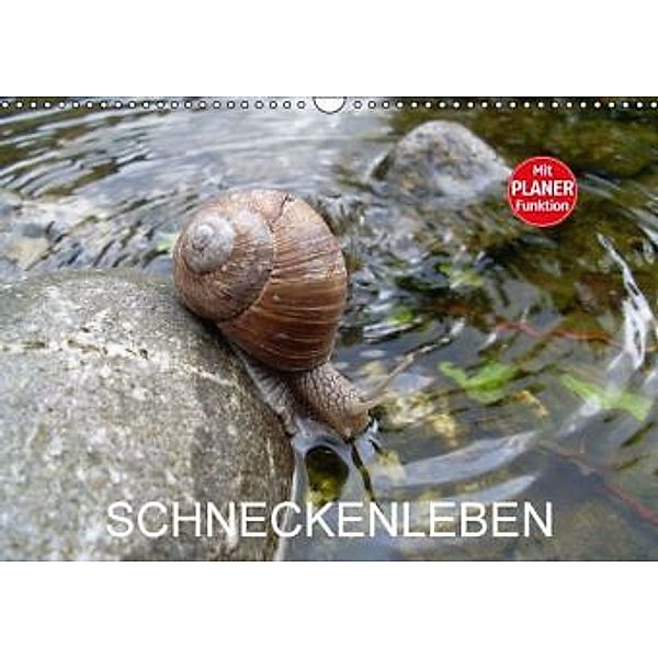 Schneckenleben (Wandkalender 2016 DIN A3 quer), Elken Schlüfter