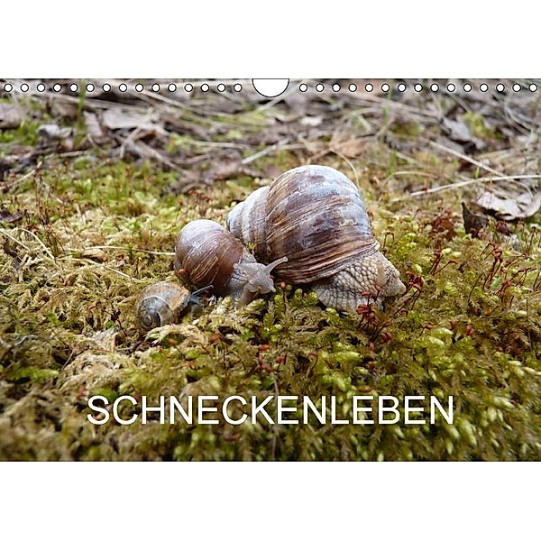 Schneckenleben (Wandkalender 2017 DIN A4 quer), Elken Schlüfter