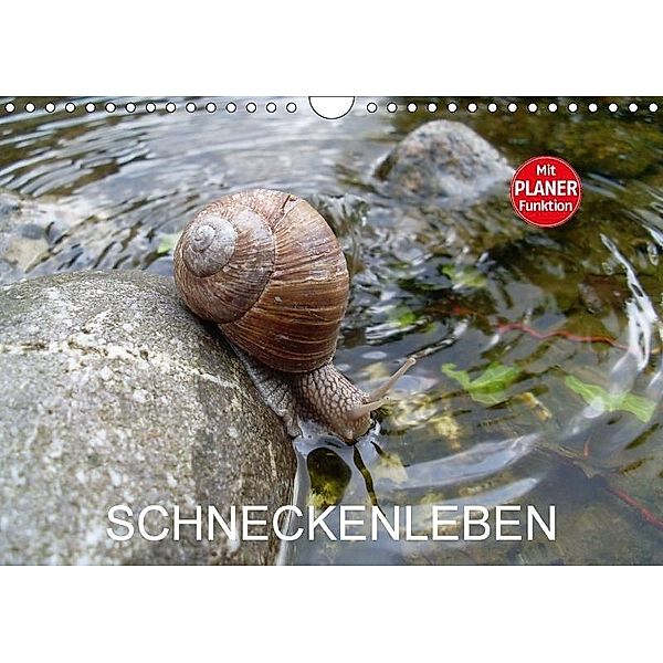 Schneckenleben (Wandkalender 2017 DIN A4 quer), Elken Schlüfter