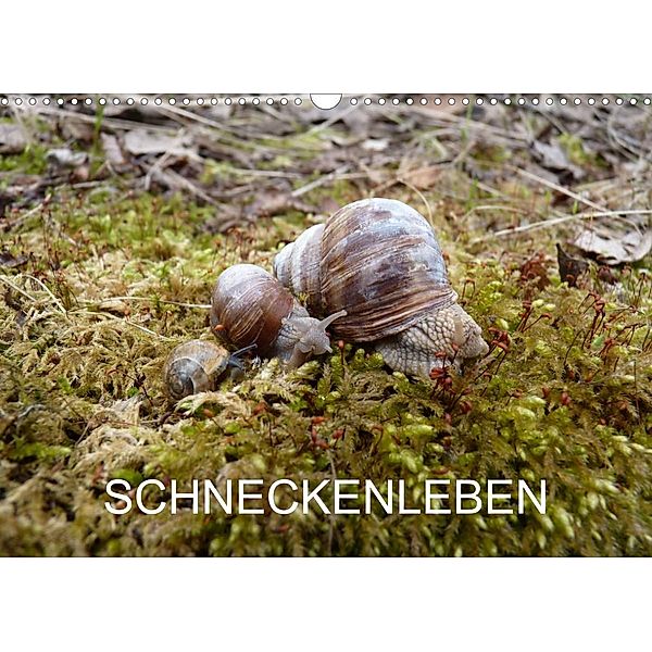 Schneckenleben (Wandkalender 2023 DIN A3 quer), Elken Schlüfter