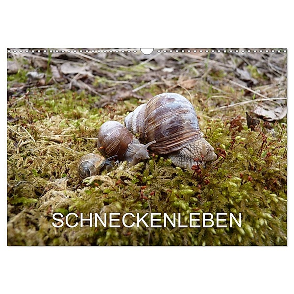 Schneckenleben (Wandkalender 2024 DIN A3 quer), CALVENDO Monatskalender, Elken Schlüfter