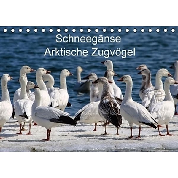 Schneegänse. Arktische Zugvögel (Tischkalender 2017 DIN A5 quer), Wido Hoville