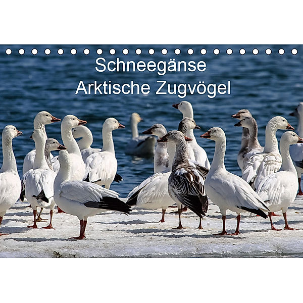 Schneegänse. Arktische Zugvögel (Tischkalender 2019 DIN A5 quer), Wido Hoville