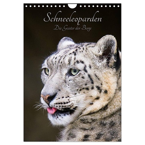 Schneeleoparden - Die Geister der Berge (Wandkalender 2024 DIN A4 hoch), CALVENDO Monatskalender, Cloudtail the Snow Leopard