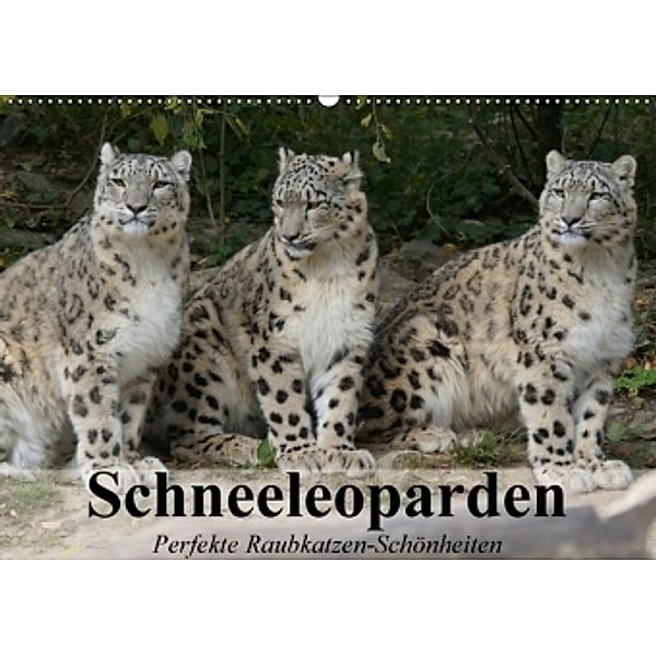 Schneeleoparden. Perfekte Raubkatzen-Schönheiten (Wandkalender 2017 DIN A2 quer), Elisabeth Stanzer