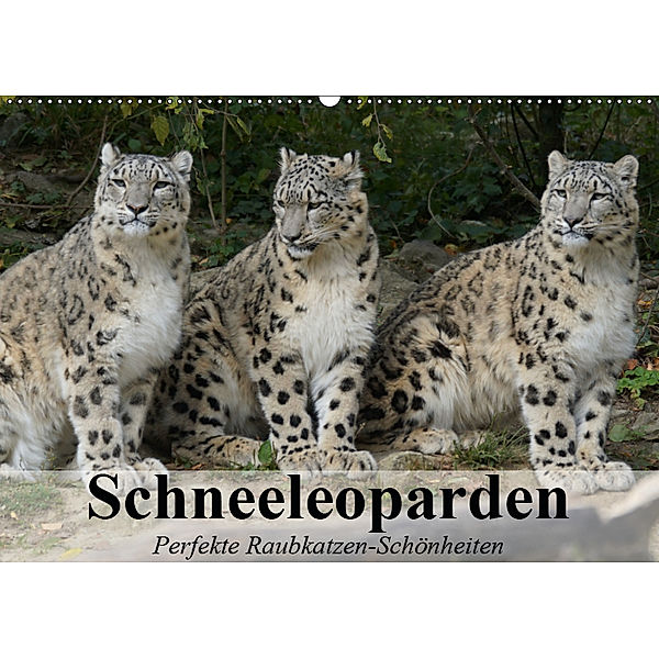 Schneeleoparden. Perfekte Raubkatzen-Schönheiten (Wandkalender 2019 DIN A2 quer), Elisabeth Stanzer