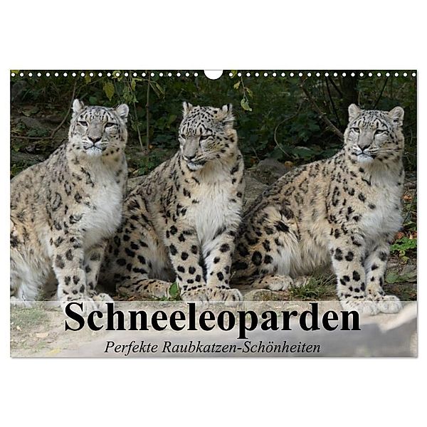 Schneeleoparden. Perfekte Raubkatzen-Schönheiten (Wandkalender 2024 DIN A3 quer), CALVENDO Monatskalender, Elisabeth Stanzer