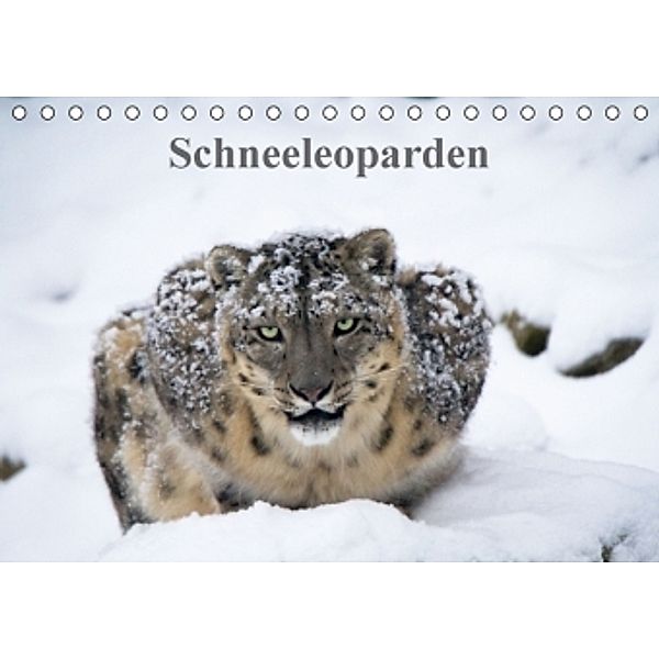 Schneeleoparden (Tischkalender 2016 DIN A5 quer), Cloudtail