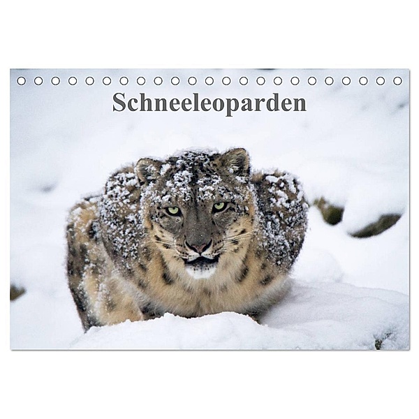 Schneeleoparden (Tischkalender 2024 DIN A5 quer), CALVENDO Monatskalender, Cloudtail
