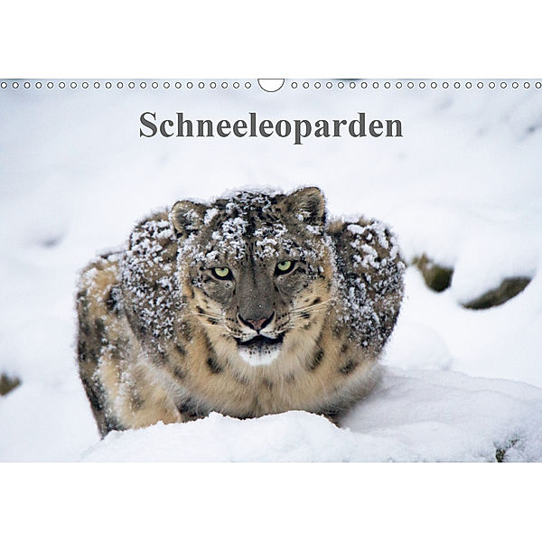 Schneeleoparden (Wandkalender 2020 DIN A3 quer)