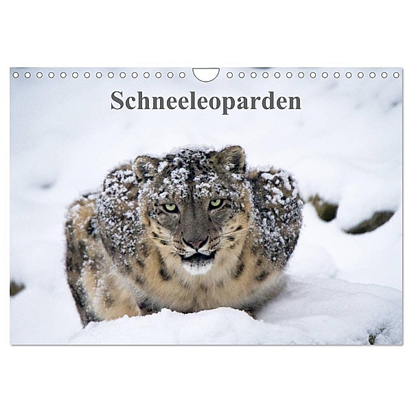 Schneeleoparden (Wandkalender 2024 DIN A4 quer), CALVENDO Monatskalender, Cloudtail