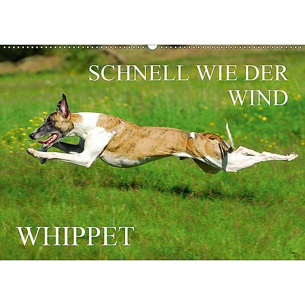 Schnell wie der Wind - Whippet (Wandkalender 2021 DIN A2 quer), Sigrid Starick