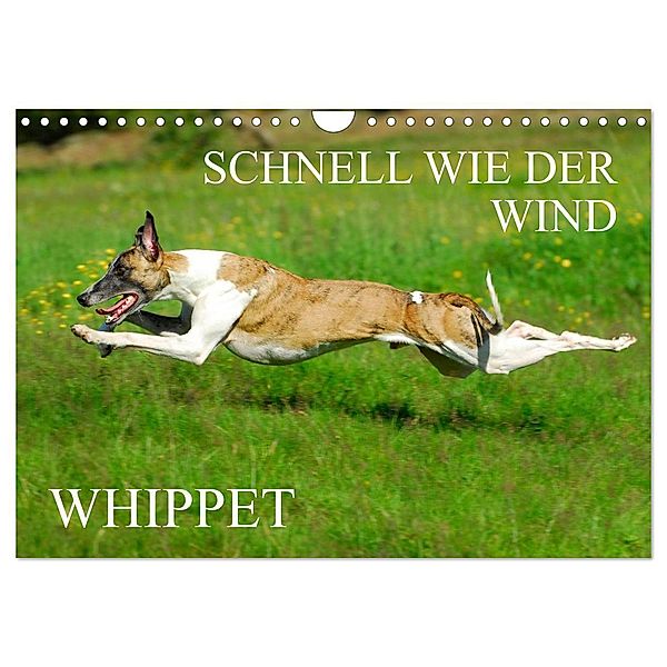 Schnell wie der Wind - Whippet (Wandkalender 2024 DIN A4 quer), CALVENDO Monatskalender, Sigrid Starick