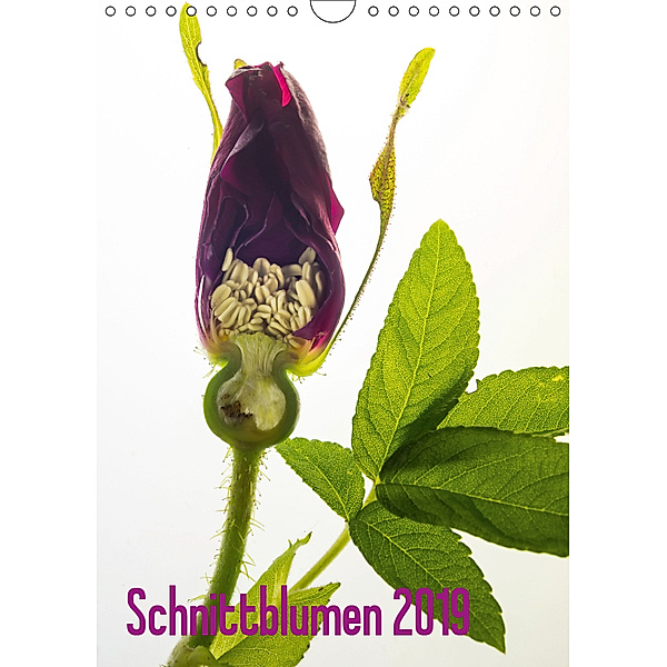 Schnittblumen 2019 (Wandkalender 2019 DIN A4 hoch), Claudia Weber-Gebert