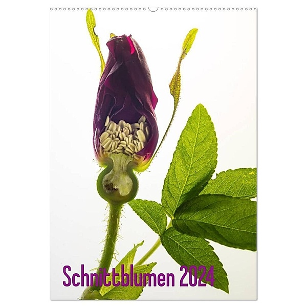 Schnittblumen 2024 (Wandkalender 2024 DIN A2 hoch), CALVENDO Monatskalender, Claudia Weber-Gebert