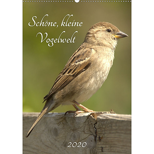 Schöne, kleine Vogelwelt (Wandkalender 2020 DIN A2 hoch), Kevin Andreas Lederle