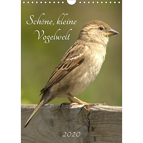 Schöne, kleine Vogelwelt (Wandkalender 2020 DIN A4 hoch), Kevin Andreas Lederle