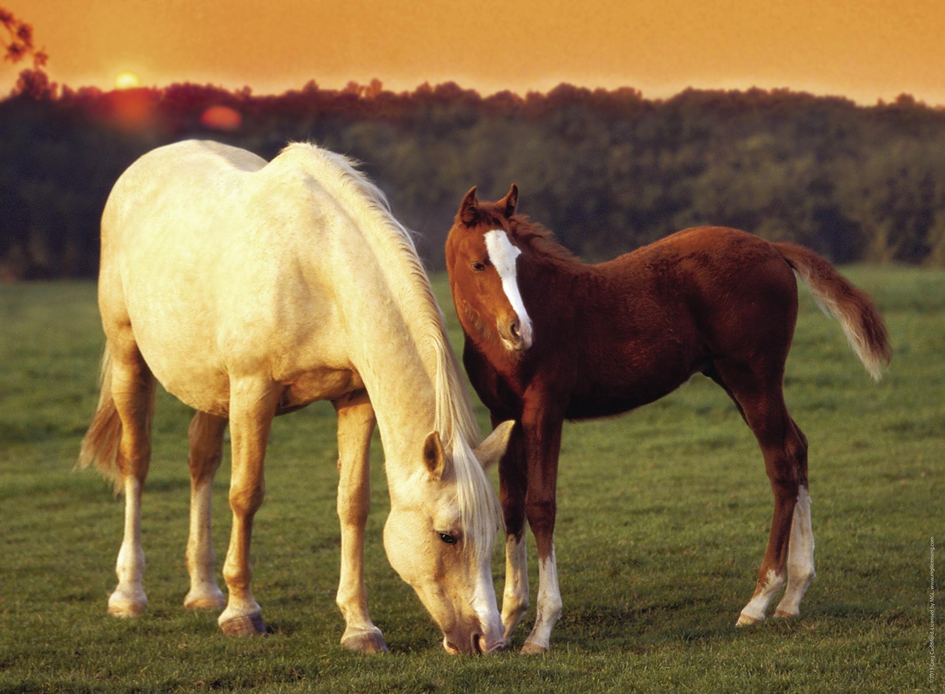 Про лошадей красивый. Красивые лошади. Очень красивые лошади. Картинки лошадей. Лошадь фото картинки.