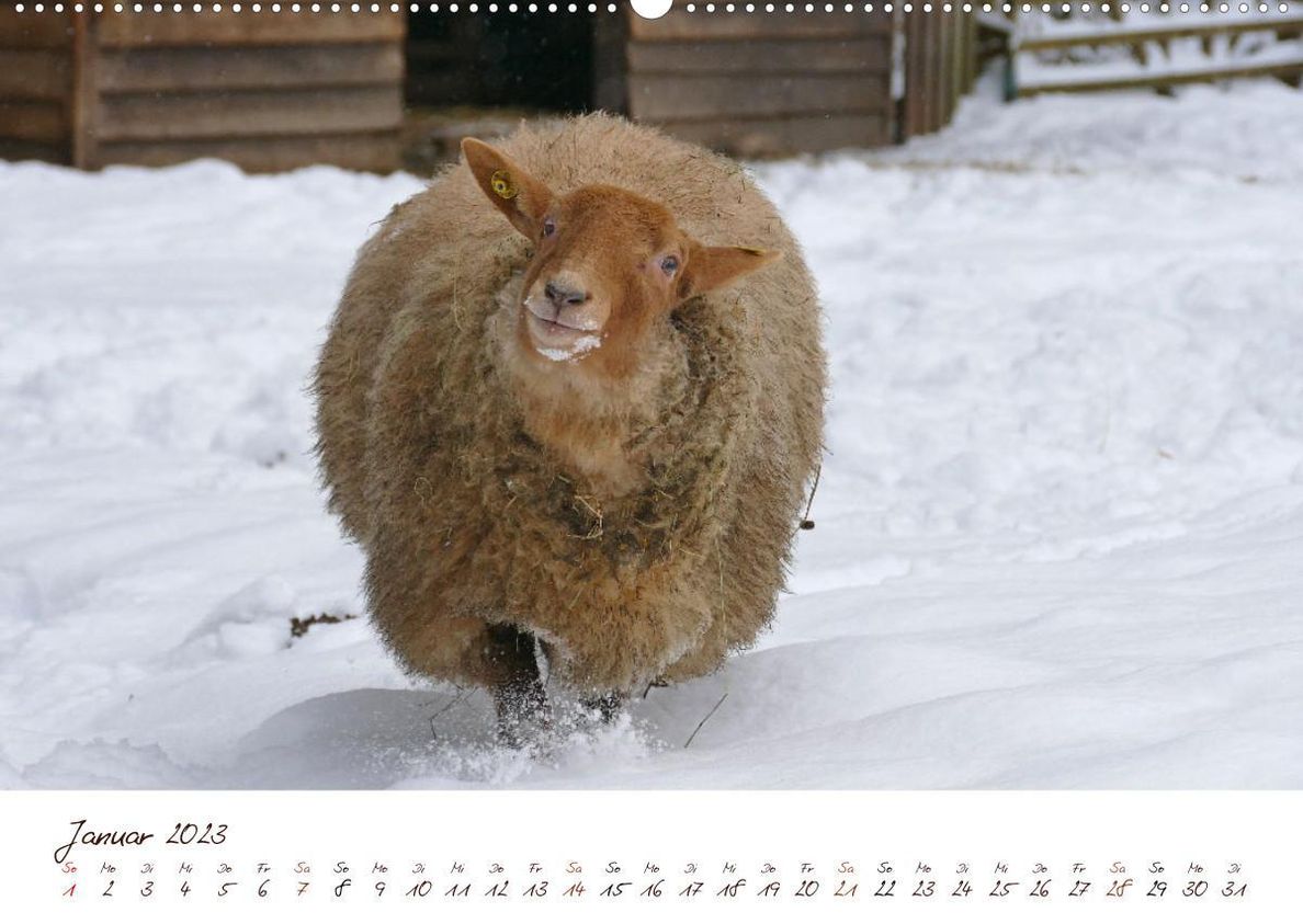 Schöne Schafe Wandkalender 2023 DIN A2 quer - Kalender bestellen