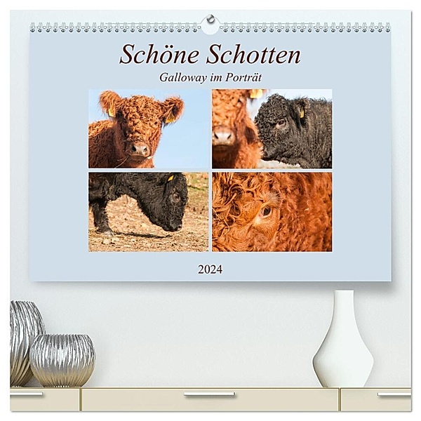 Schöne Schotten - Galloway im Porträt (hochwertiger Premium Wandkalender 2024 DIN A2 quer), Kunstdruck in Hochglanz, Meike Bölts