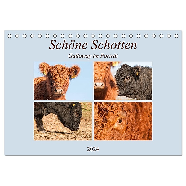 Schöne Schotten - Galloway im Porträt (Tischkalender 2024 DIN A5 quer), CALVENDO Monatskalender, Meike Bölts