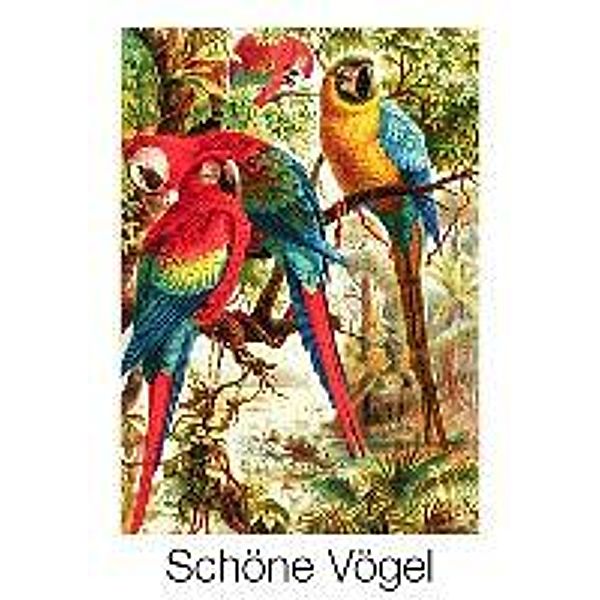 Schöne Vögel 2014