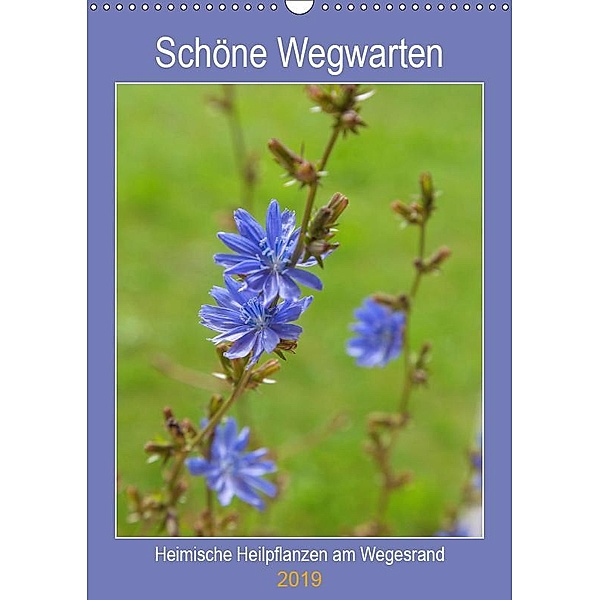 Schöne Wegwarten. Heimische Heilpflanzen am Wegesrand (Wandkalender 2019 DIN A3 hoch), Hanna Wagner