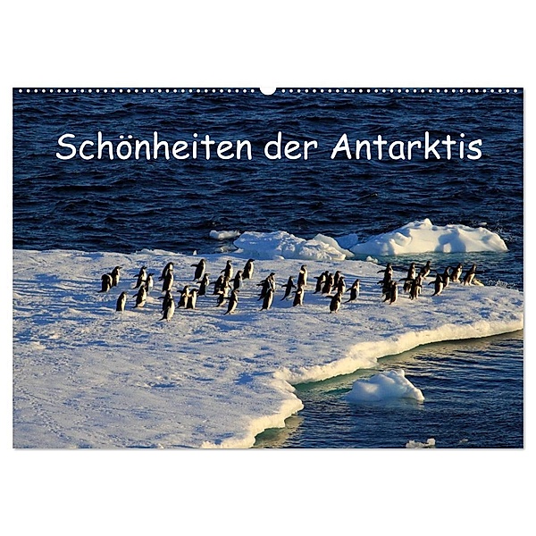 Schönheiten der Antarktis (Wandkalender 2024 DIN A2 quer), CALVENDO Monatskalender, Ute Löffler