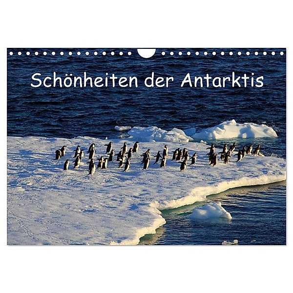 Schönheiten der Antarktis (Wandkalender 2024 DIN A4 quer), CALVENDO Monatskalender, Ute Löffler