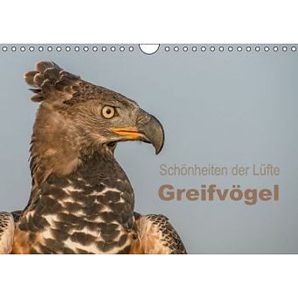 Schönheiten der Lüfte - Greifvögel (Wandkalender 2015 DIN A4 quer), Tanja Brandt