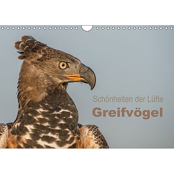 Schönheiten der Lüfte - Greifvögel (Wandkalender 2018 DIN A4 quer), Tanja Brandt