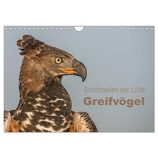 Schönheiten der Lüfte - Greifvögel (Wandkalender 2024 DIN A4 quer), CALVENDO Monatskalender, Tanja Brandt