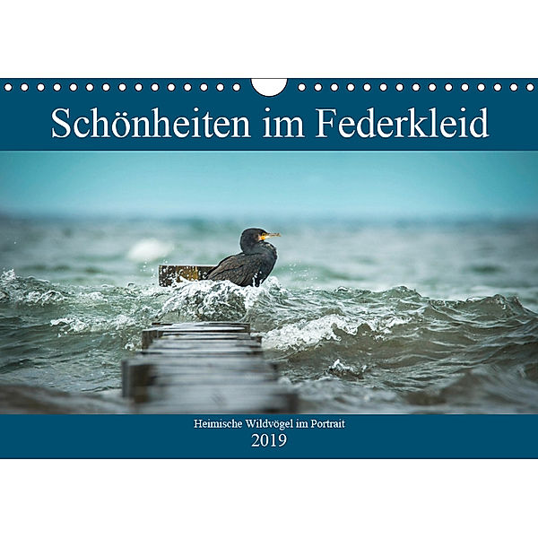 Schönheiten im Federkleid - Heimische Wildvögel im Portrait (Wandkalender 2019 DIN A4 quer), Sabine Grahneis