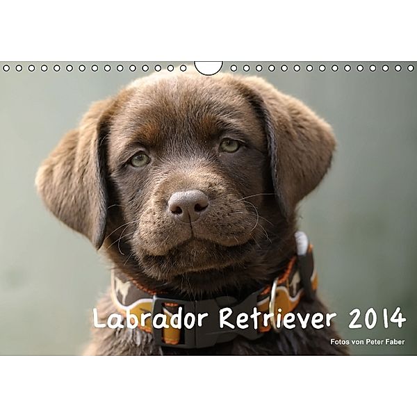 Schoko Labrador Retriever Kalender 2014 (Wandkalender 2014 DIN A4 quer), Peter Faber