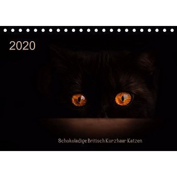 Schokoladige Britisch Kurzhaar Katzen (Tischkalender 2020 DIN A5 quer), Janina Bürger
