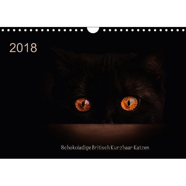 Schokoladige Britisch Kurzhaar Katzen (Wandkalender 2018 DIN A4 quer), Janina Bürger
