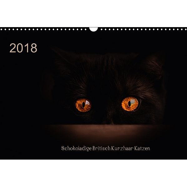 Schokoladige Britisch Kurzhaar Katzen (Wandkalender 2018 DIN A3 quer), Janina Bürger