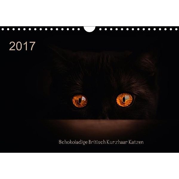 Schokoladige Britisch Kurzhaar Katzen (Wandkalender 2017 DIN A4 quer), Janina Bürger