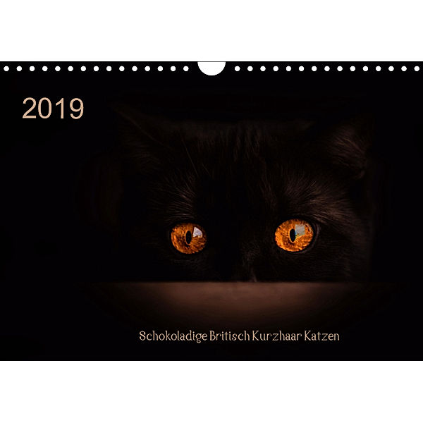Schokoladige Britisch Kurzhaar Katzen (Wandkalender 2019 DIN A4 quer), Janina Bürger