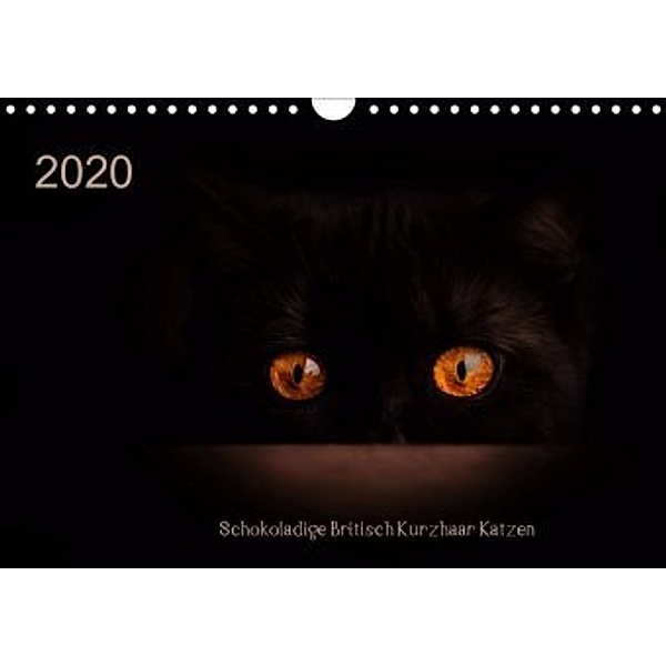 Schokoladige Britisch Kurzhaar Katzen (Wandkalender 2020 DIN A4 quer), Janina Bürger