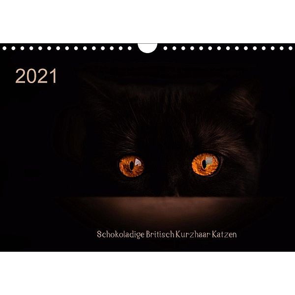 Schokoladige Britisch Kurzhaar Katzen (Wandkalender 2021 DIN A4 quer), Janina Bürger