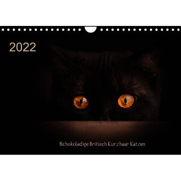 Schokoladige Britisch Kurzhaar Katzen (Wandkalender 2022 DIN A4 quer), Janina Bürger