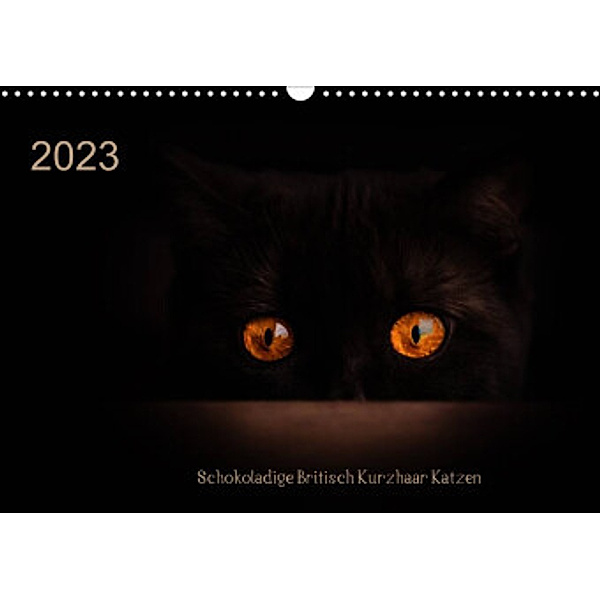 Schokoladige Britisch Kurzhaar Katzen (Wandkalender 2023 DIN A3 quer), Janina Bürger
